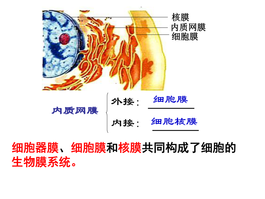 真核细胞的生物膜系统-(共30张)课件.ppt_第2页