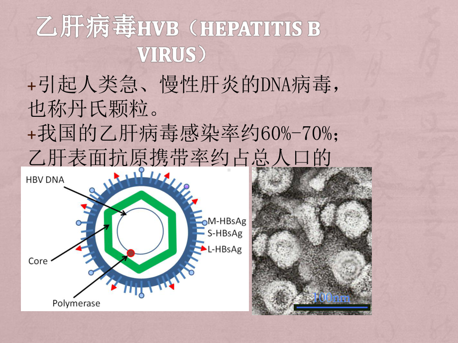 乙肝病毒感染的检测手段和诊断指标课件.ppt_第2页