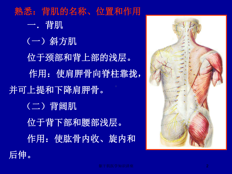 躯干肌医学知识讲座培训课件.ppt_第2页