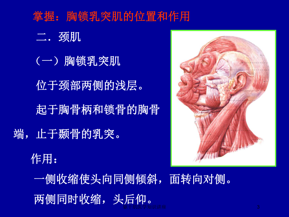 躯干肌医学知识讲座培训课件.ppt_第3页