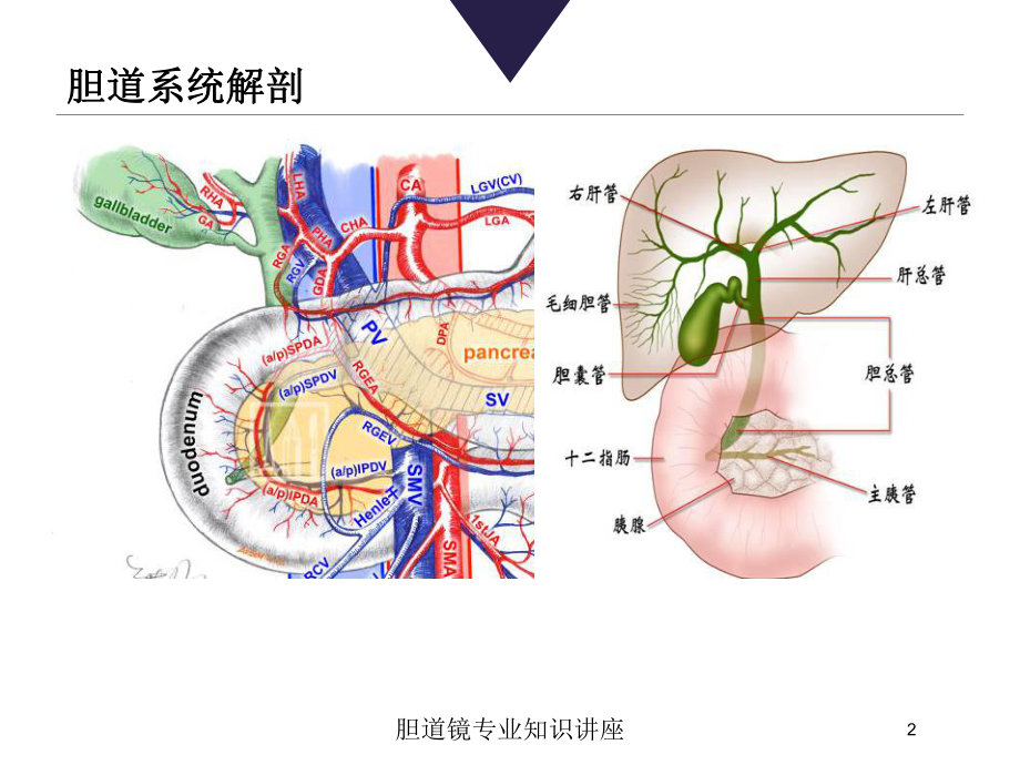 胆道镜专业知识讲座培训课件.ppt_第2页