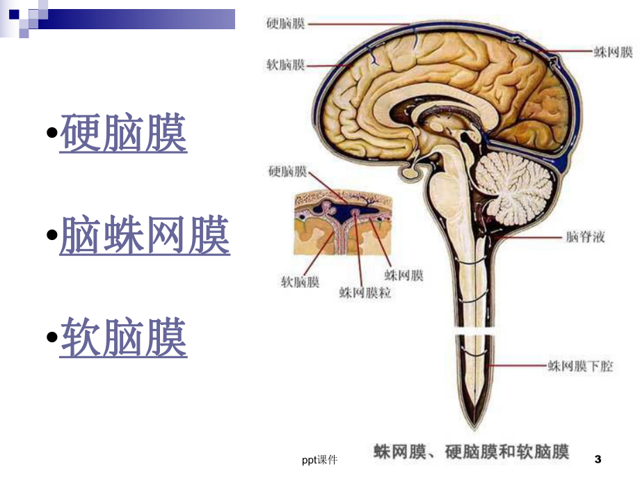 脑膜瘤的护理查房-课件.ppt_第3页