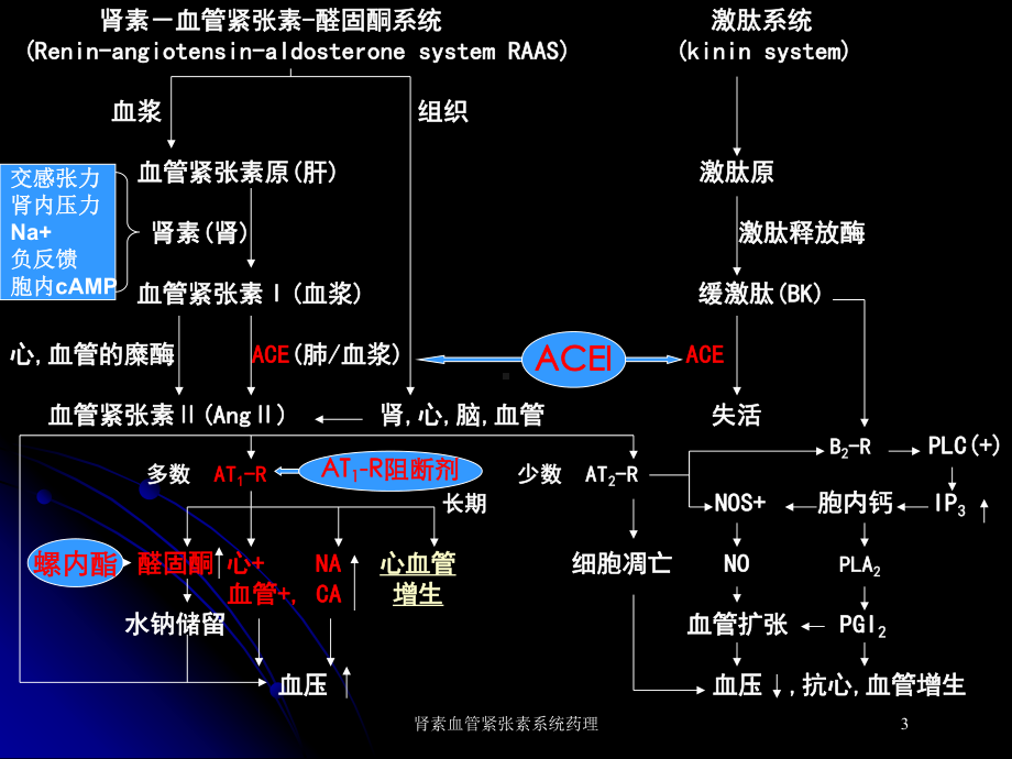 肾素血管紧张素系统药理培训课件.ppt_第3页