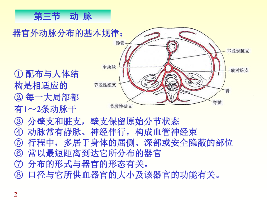 解剖学动脉课件.pptx_第2页