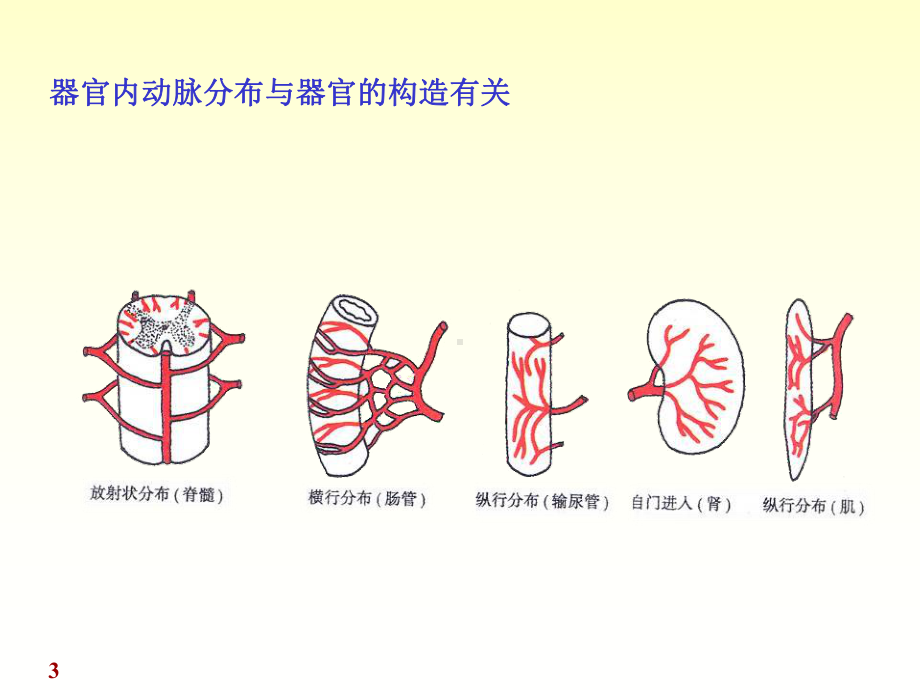 解剖学动脉课件.pptx_第3页