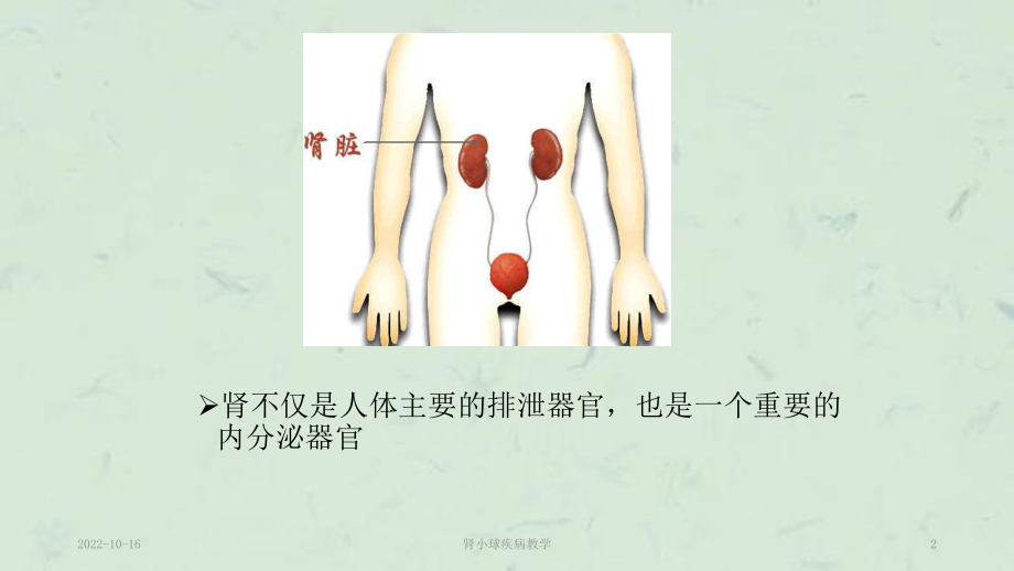 肾小球疾病教学课件.ppt_第2页