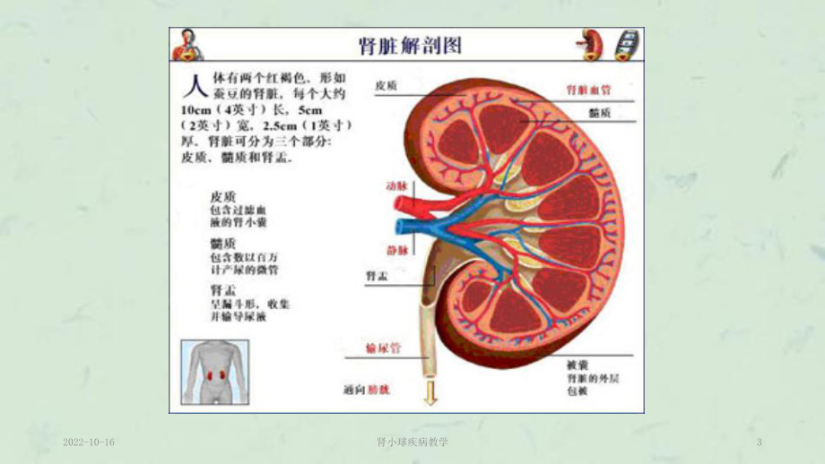 肾小球疾病教学课件.ppt_第3页