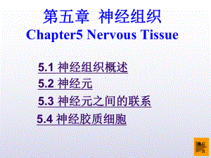 神经组织课件.ppt