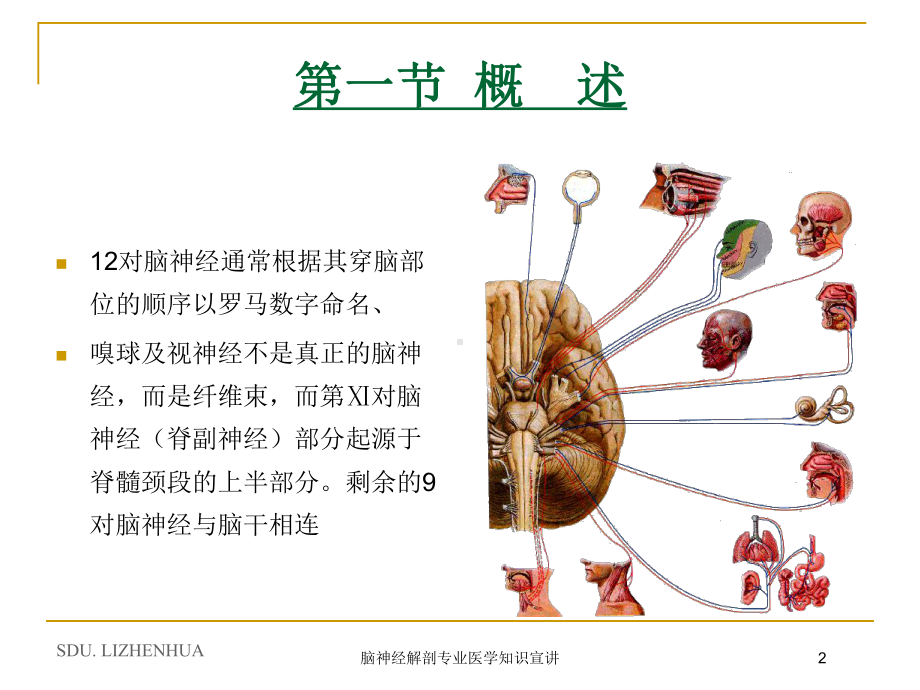 脑神经解剖专业医学知识宣讲培训课件.ppt_第2页