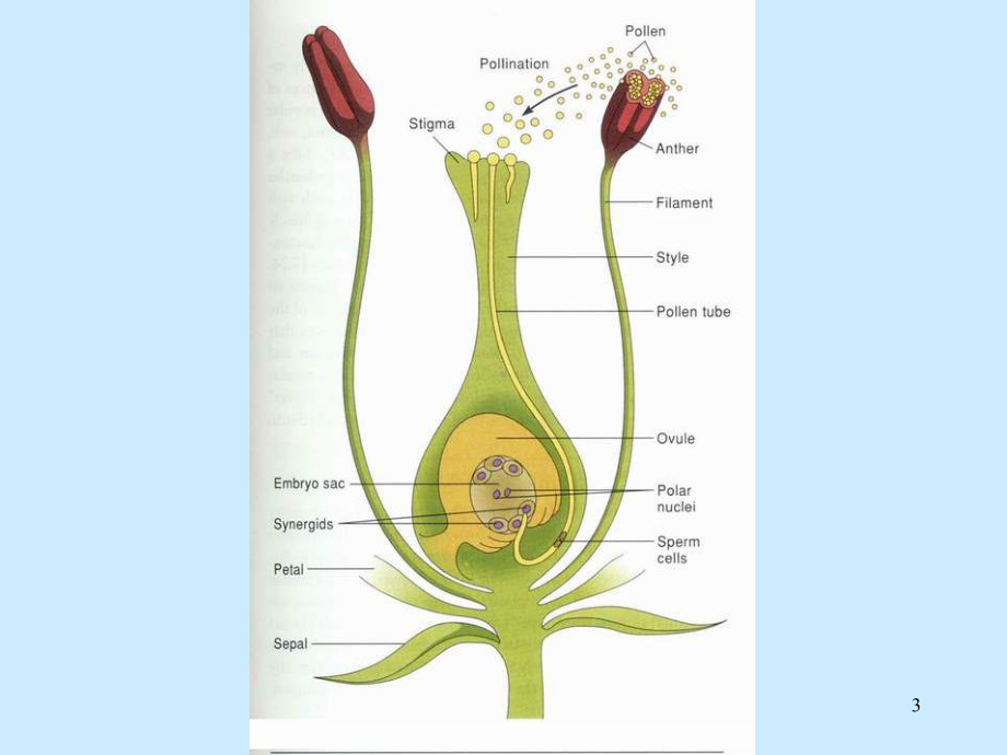种子发育成熟教学课件.ppt_第3页