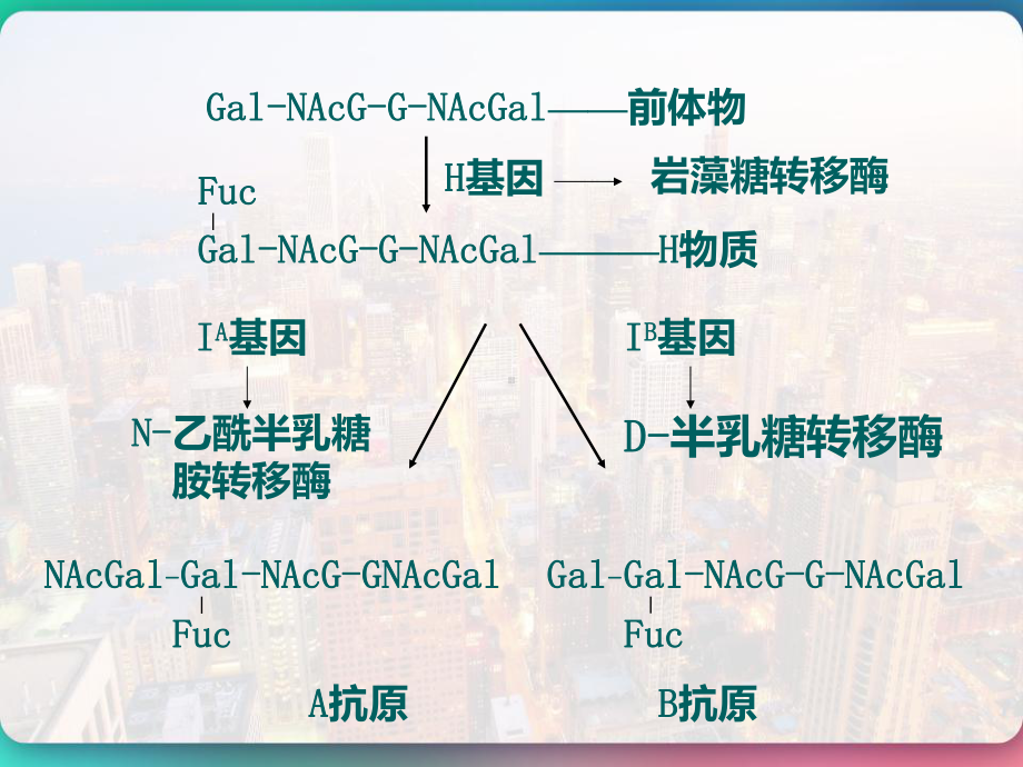 膜抗原与免疫作用及细胞膜与医药学-课件.pptx_第3页