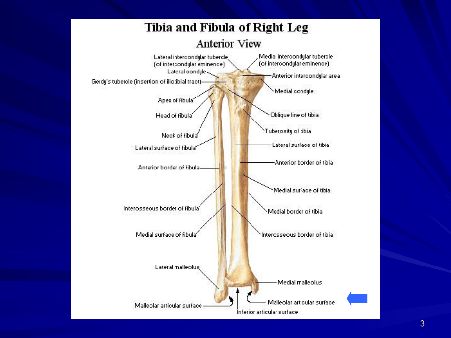 胫骨平台骨折课件-2.ppt_第3页