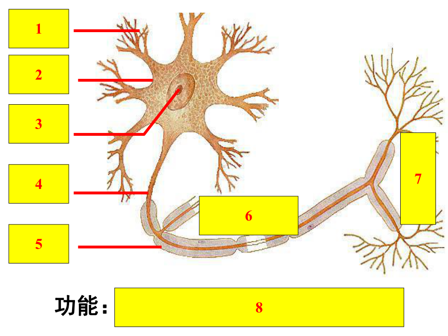 稳态与环境神经调节与体液调节的关系课件.ppt_第2页