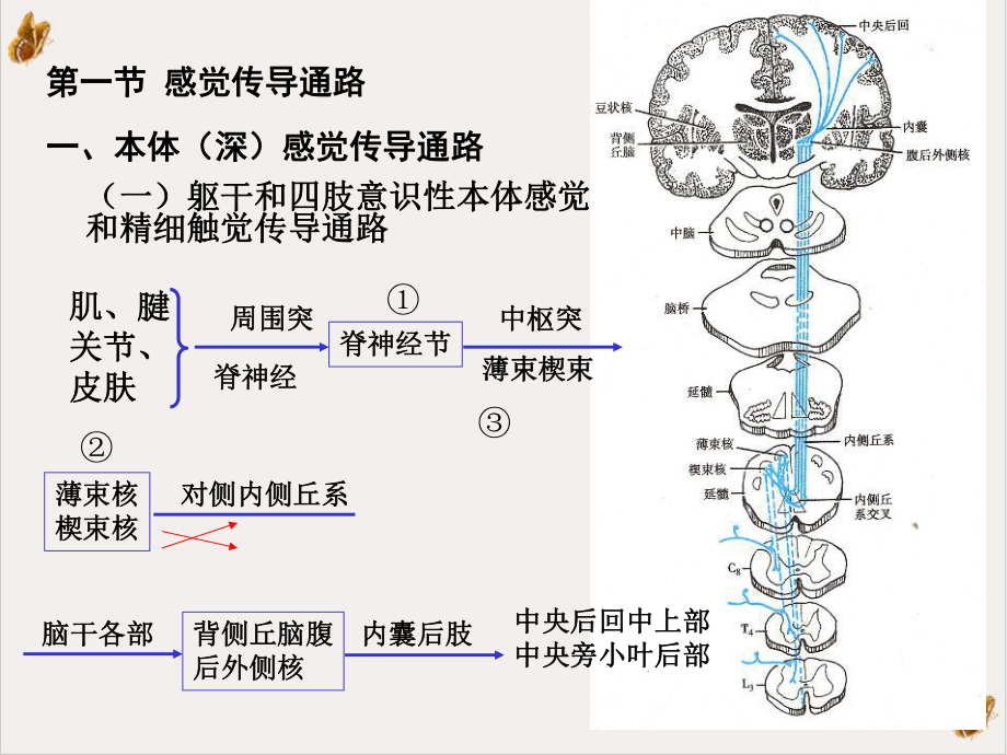 解剖学神经系统传导通路培训课件.ppt_第3页