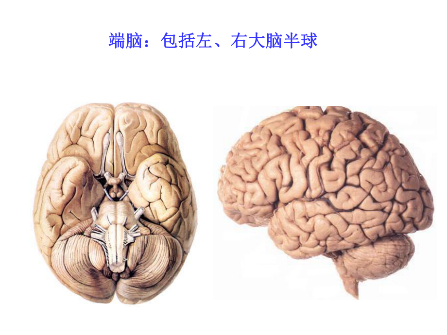 人体解剖学端脑课件.ppt_第2页