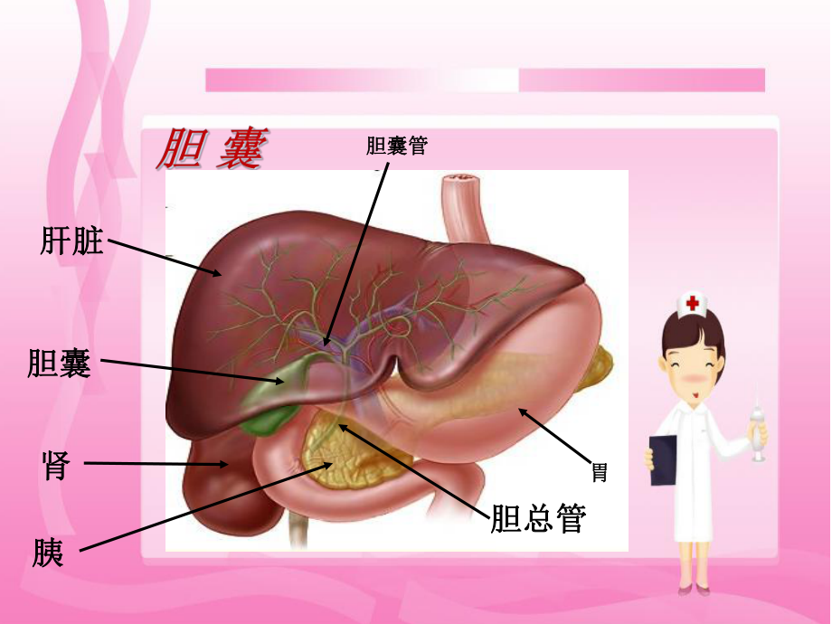 胆管结石术后护理查房教学课件.pptx_第3页