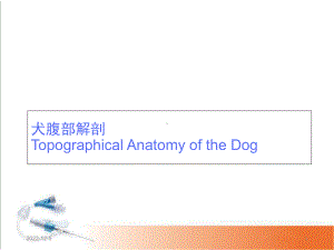 犬腹部解剖(课堂)课件.ppt