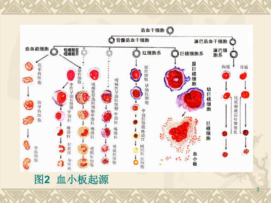 血小板临床应用课件.ppt_第3页