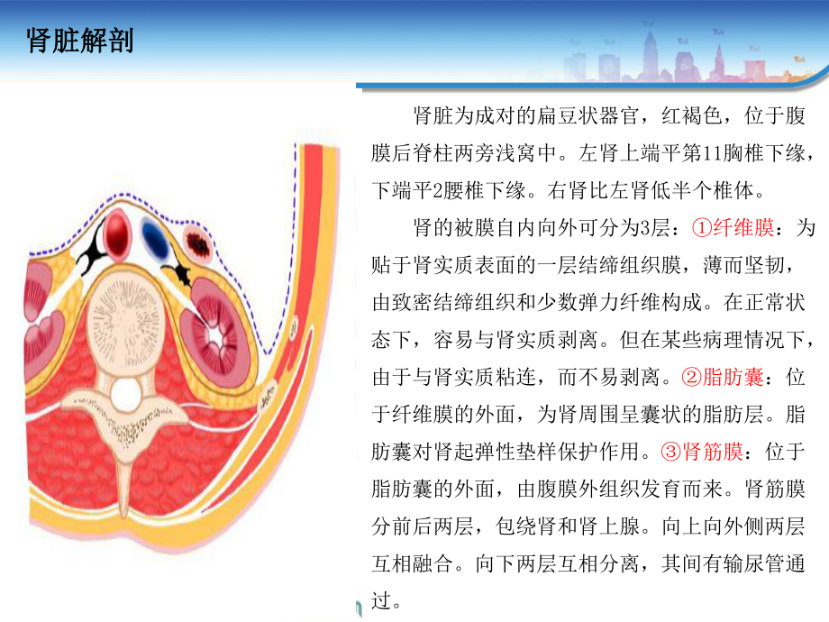 肾癌输尿管癌肾盂癌手术范围培训课件.ppt_第3页