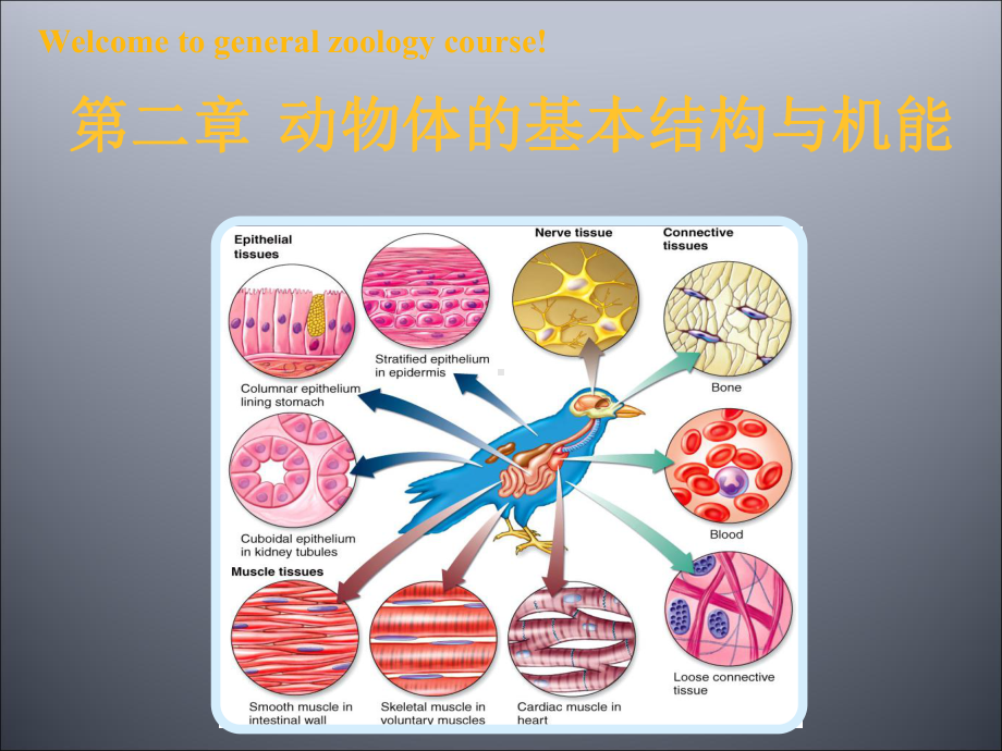 普通动物学课件第二章动物的基本结构与机能.ppt_第1页