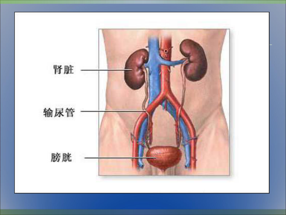 膀胱肿瘤业务学习课件.ppt_第3页