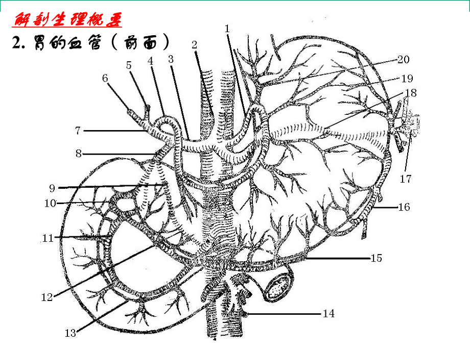 胃十指肠疾病课件.ppt_第2页