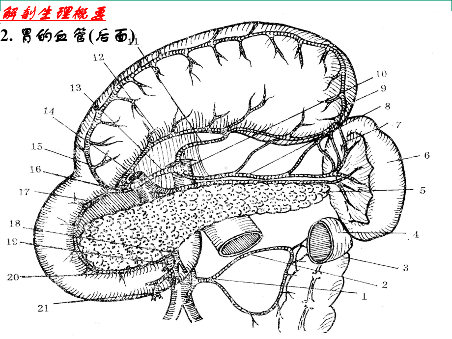 胃十指肠疾病课件.ppt_第3页