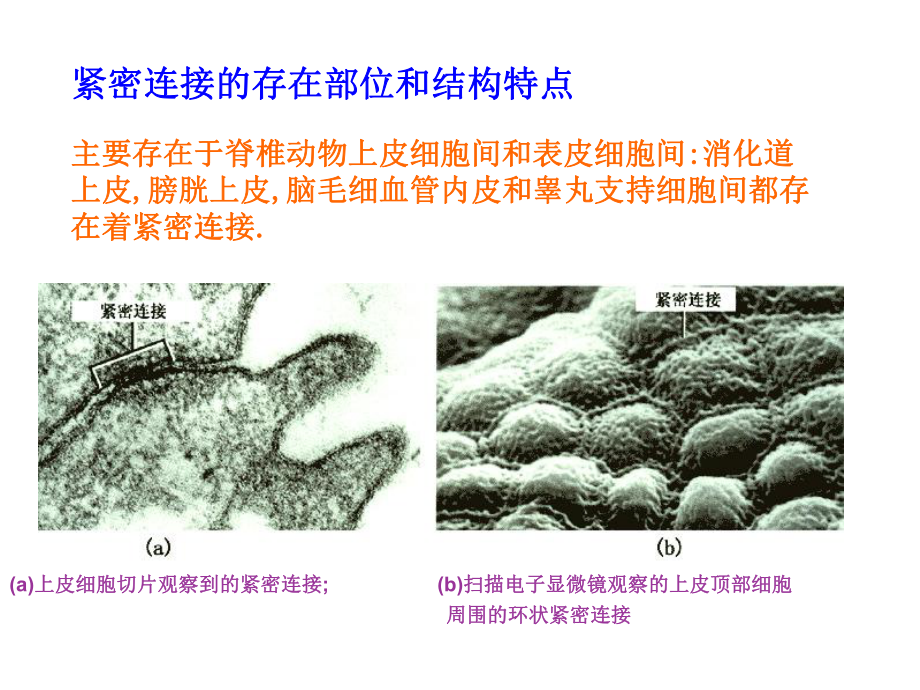 细胞生物学-细胞连接与细胞外基质课件.ppt_第3页