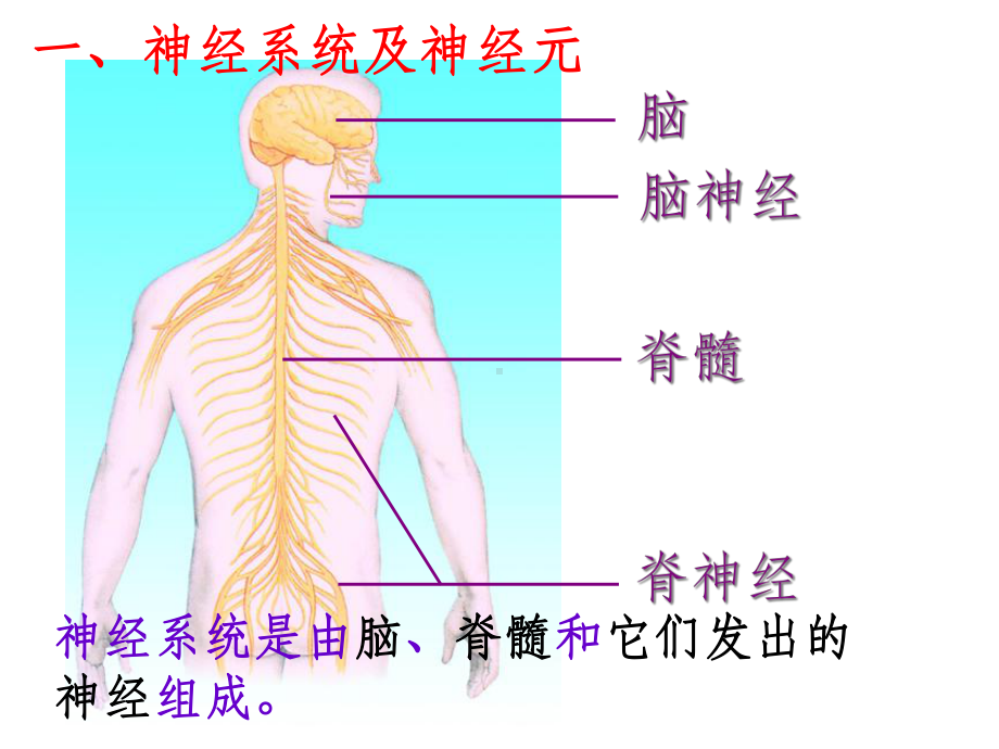 通过神经系统的调节p课件.ppt_第1页