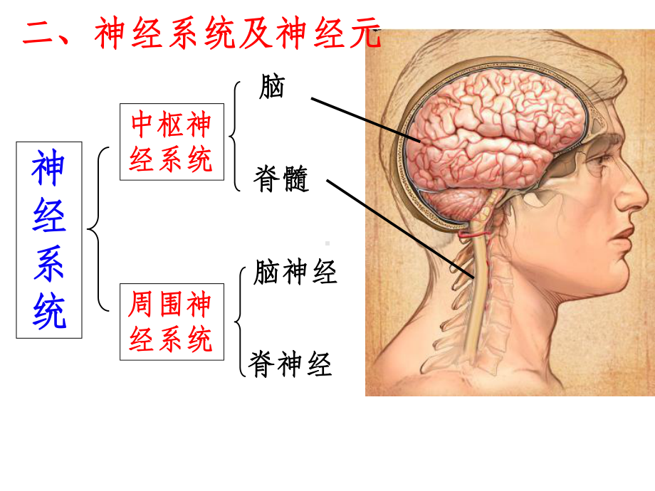 通过神经系统的调节p课件.ppt_第2页