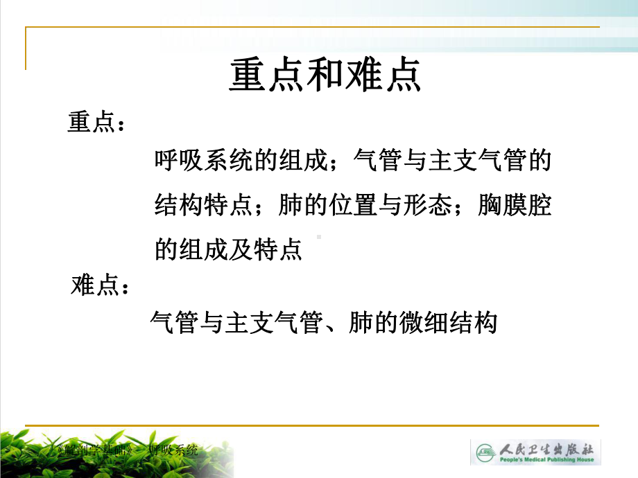 解剖学基础第四章呼吸系统课件.ppt_第3页