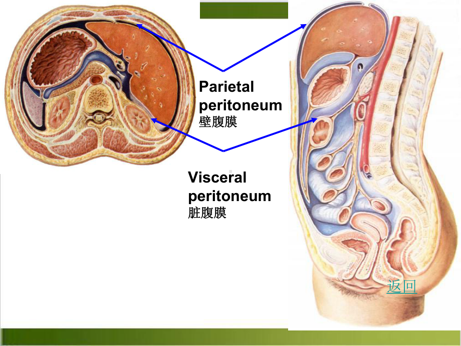 腹膜腹膜腔肝的解剖课件1.ppt_第3页