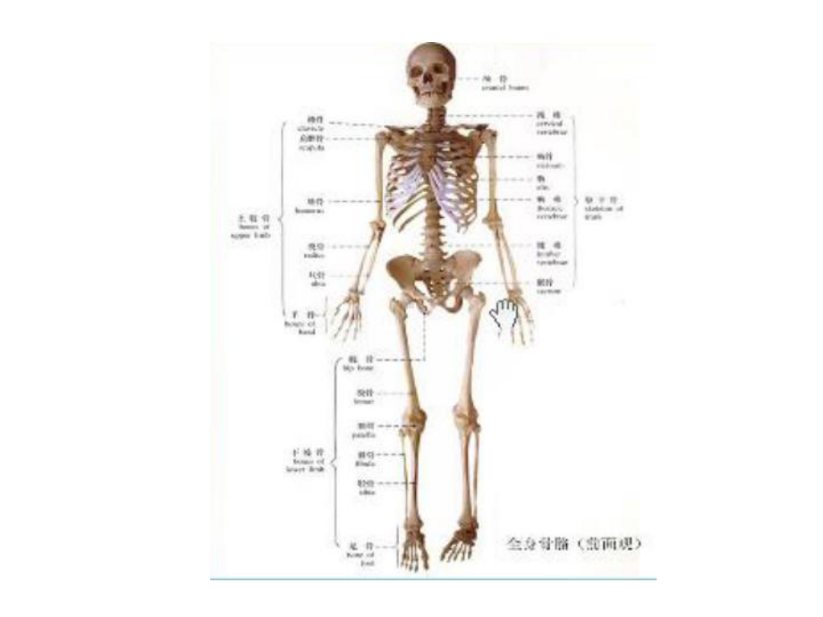 生物力学课程-骨骼力学18讲解课件.ppt_第2页