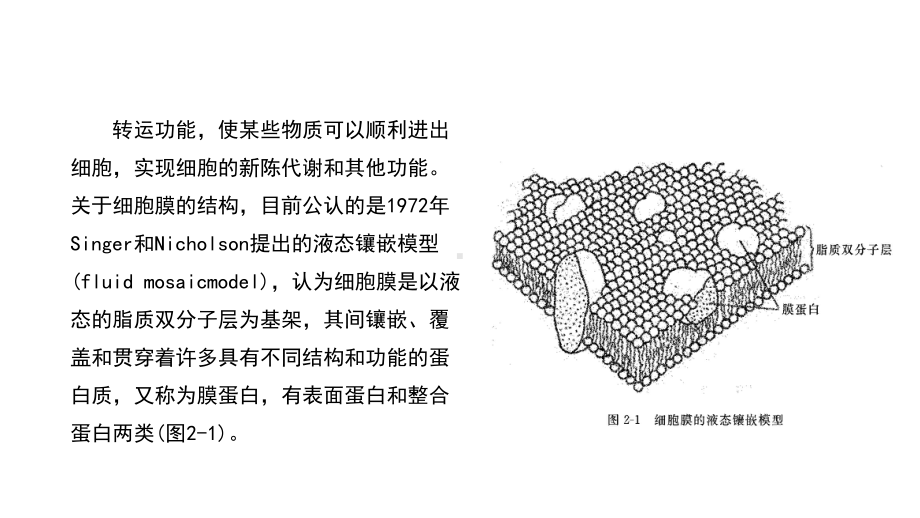 生理学第二章-细胞的基本功能课件.ppt_第2页