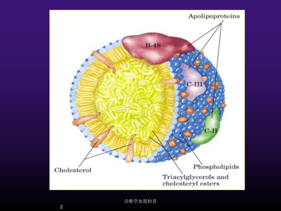 诊断学血脂检查培训课件.ppt_第2页