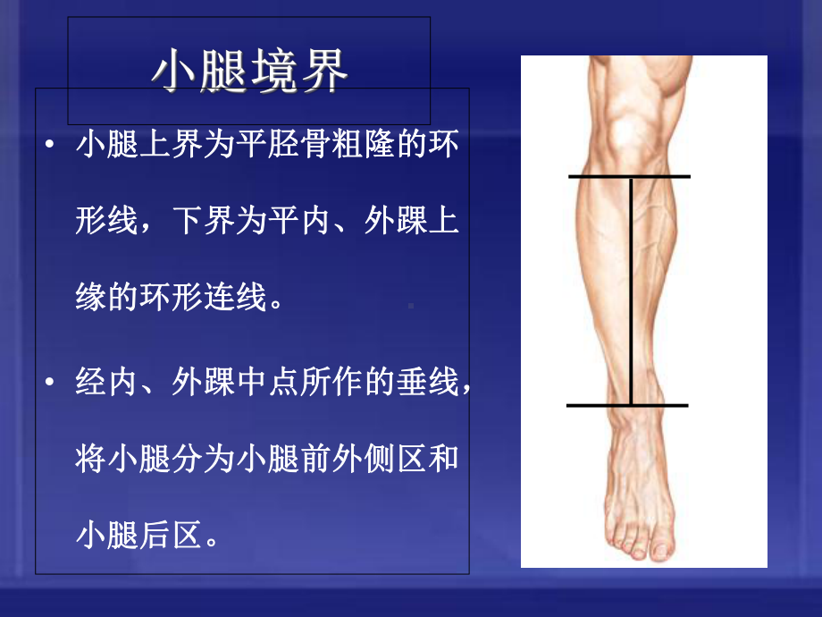 小腿前外侧区解剖和骨延长术课程课件.ppt_第3页