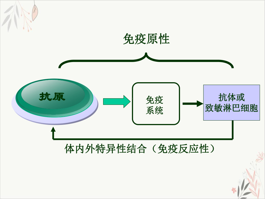 适应性免疫抗原课件.pptx_第3页