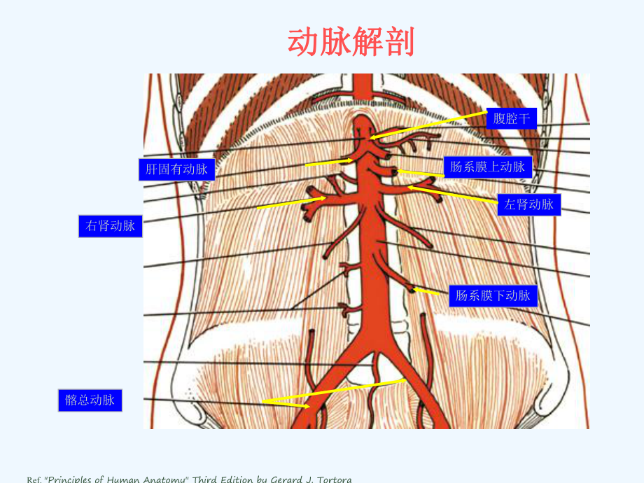 腔内介入治疗腹主动脉瘤解析课件.ppt_第2页