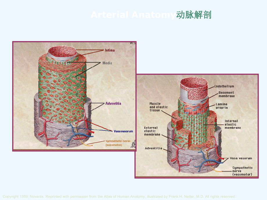 腔内介入治疗腹主动脉瘤解析课件.ppt_第3页