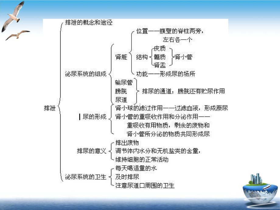 肾脏生理解剖功能培训课程课件.ppt_第3页