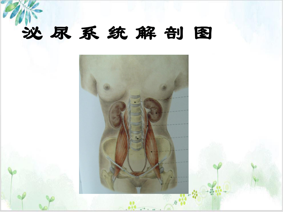 肾脏肿瘤影像学课件-2.ppt_第3页