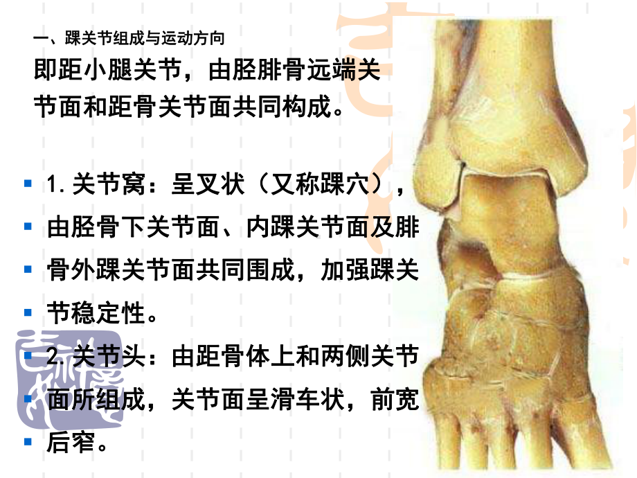 踝关节运动学课件.ppt_第2页