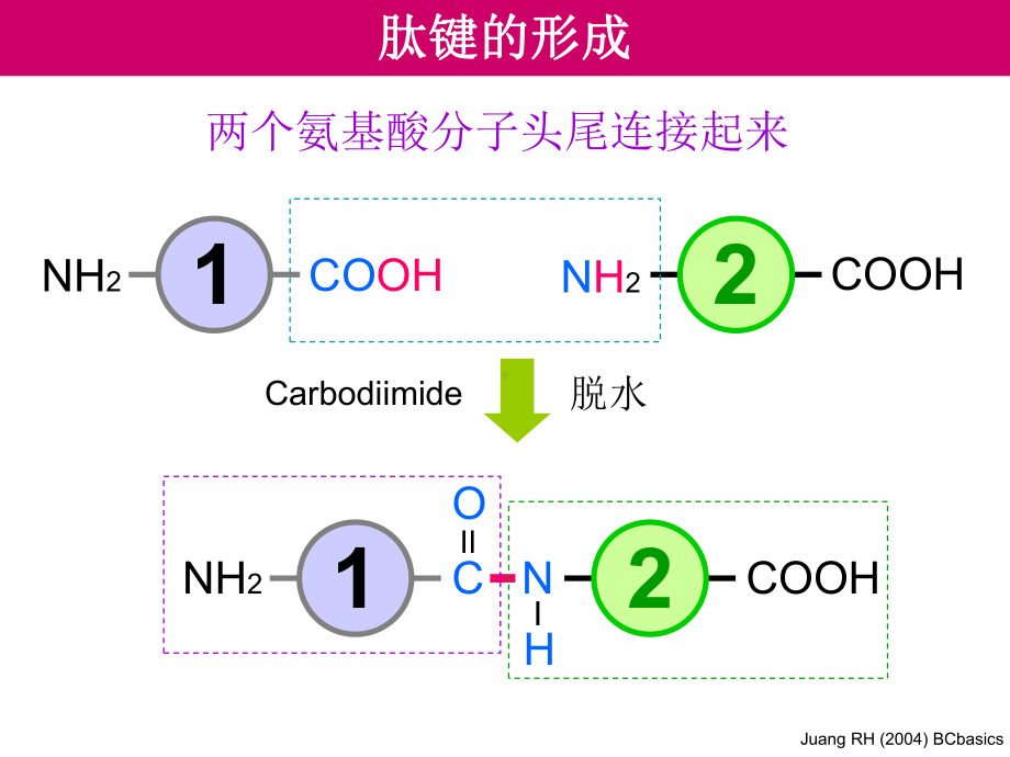 蛋白质-医学知识课件.ppt_第3页