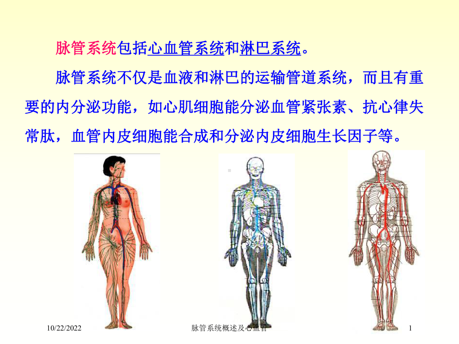 脉管系统概述及心血管培训课件.ppt_第1页