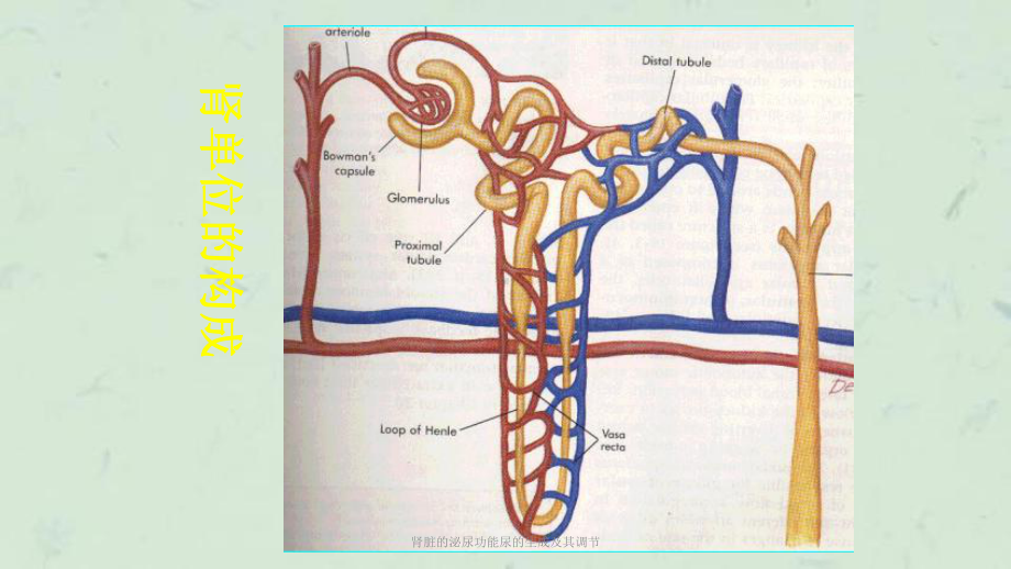 肾脏的泌尿功能尿的生成及其调节课件.ppt_第3页