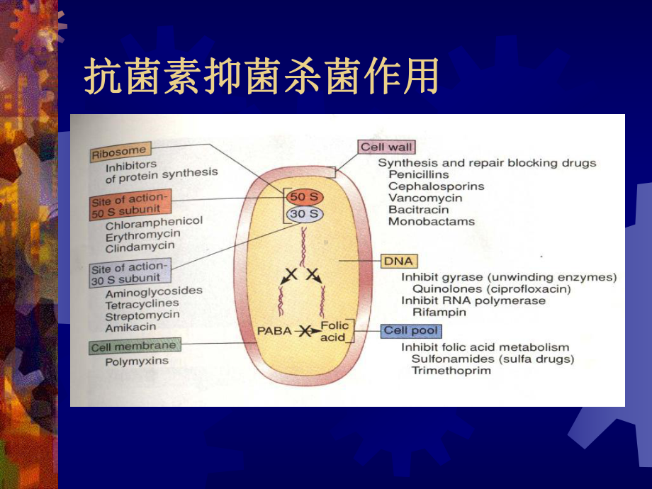 临床常用抗菌药物作用机制-课件.ppt_第3页