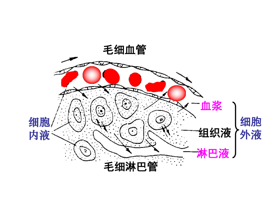 生物会考考纲编写老师的：必修3第1章人体的内环境与稳态复习课件.ppt_第2页