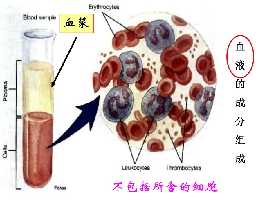 生物会考考纲编写老师的：必修3第1章人体的内环境与稳态复习课件.ppt_第3页