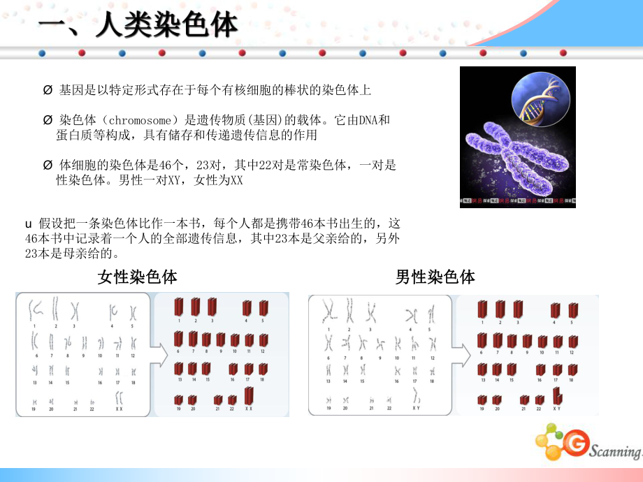 染色体高分辨率分析课件.ppt_第3页