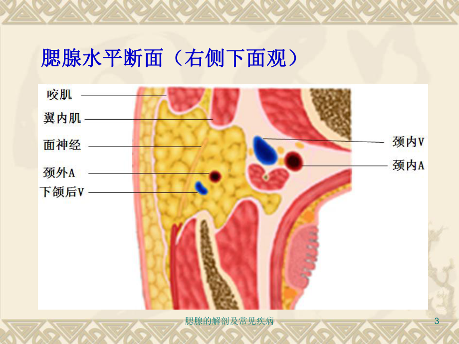 腮腺的解剖及常见疾病培训课件.ppt_第3页